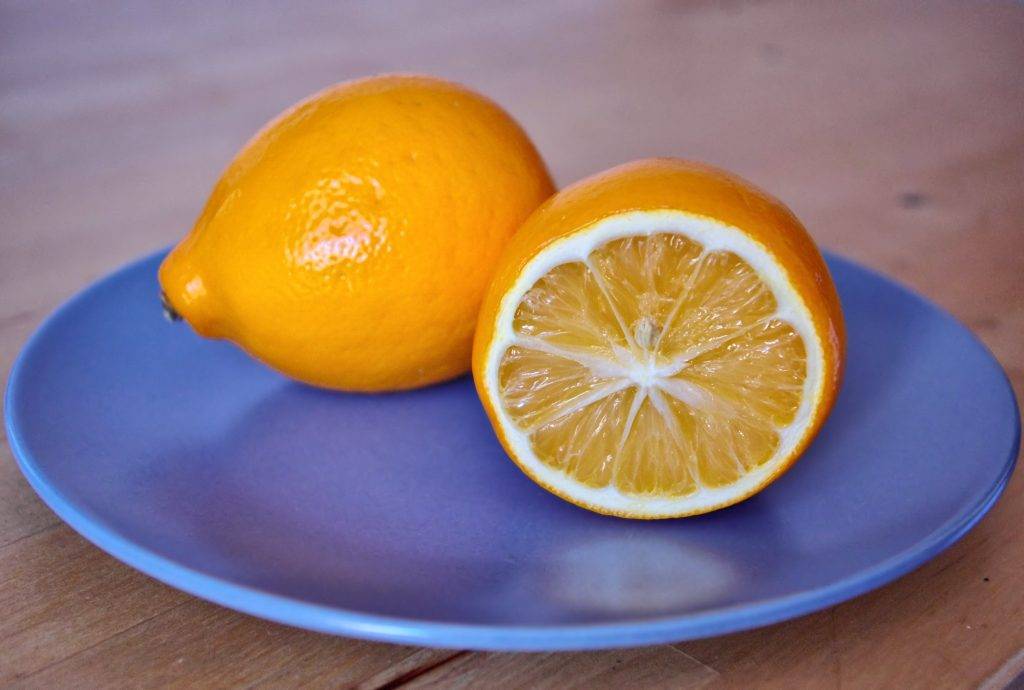 Ташкентский лимон: описание сорта, выращивание и уход в домашних условиях