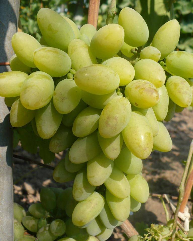 Виноград тимур: описание и характеристики сорта, посадка и уход, размножение