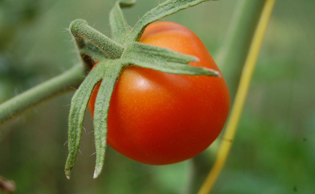 Основные характеристики, описание и урожайность томата клуша