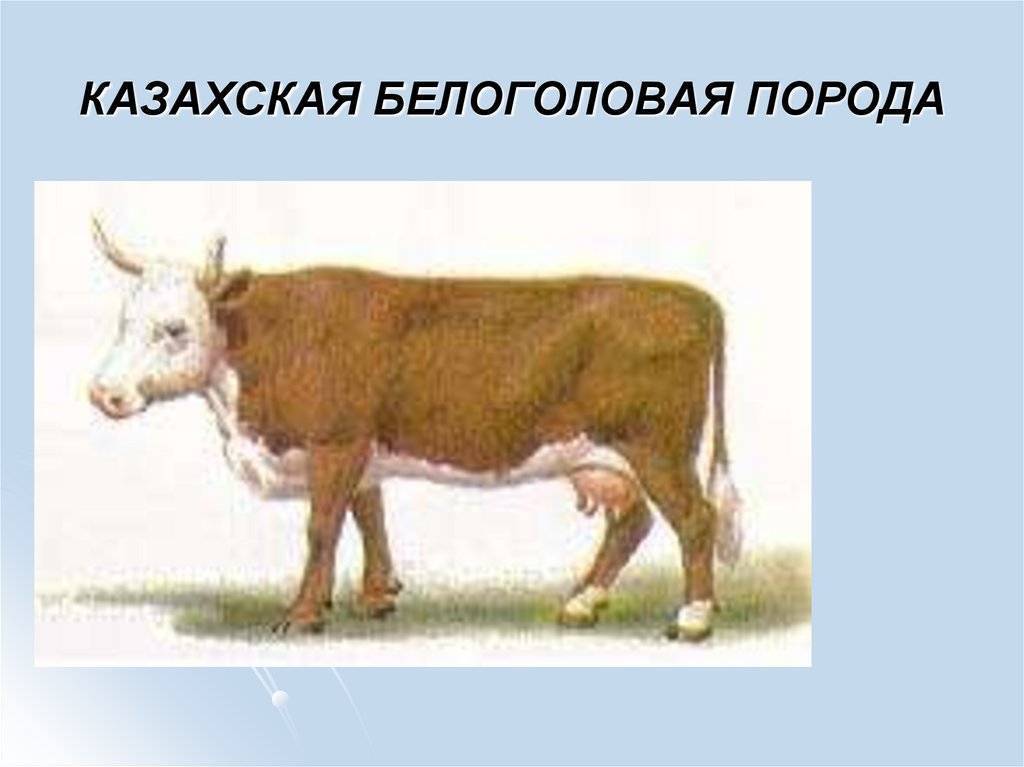 Казахская белоголовая порода коров: характеристика