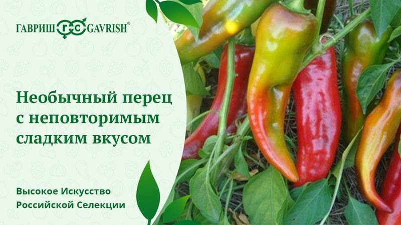 Перец какаду схема посадки