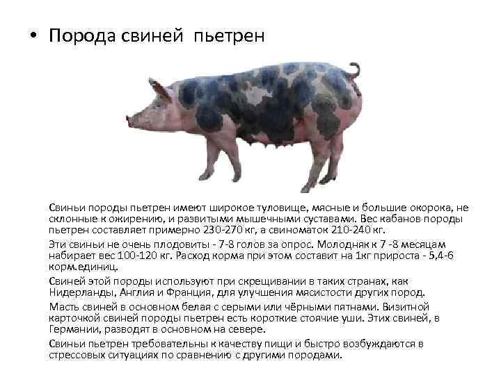 Ландрас (порода свиней): характеристика, фото, описание и отзывы владельцев
