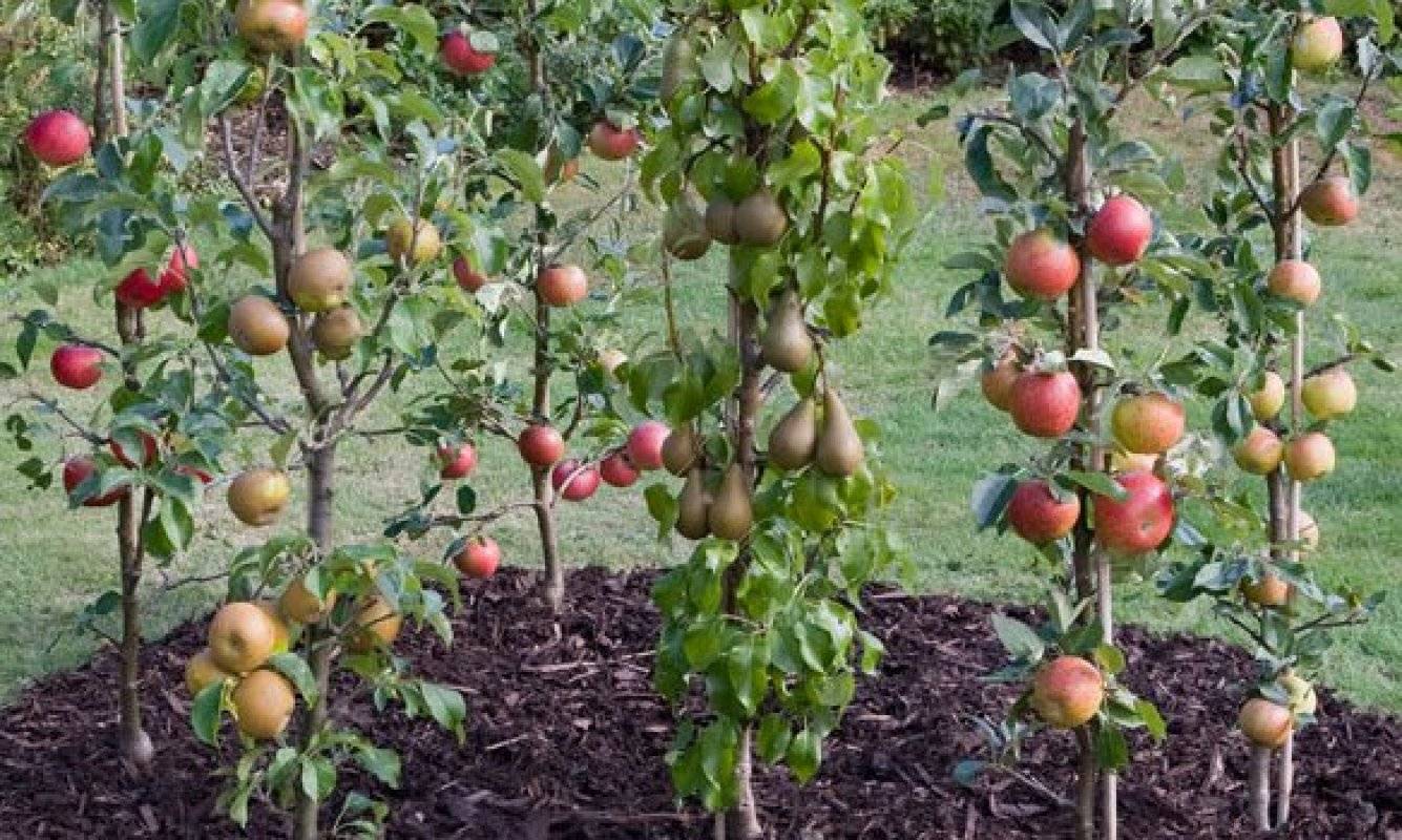 Как растут колоновидные яблони фото