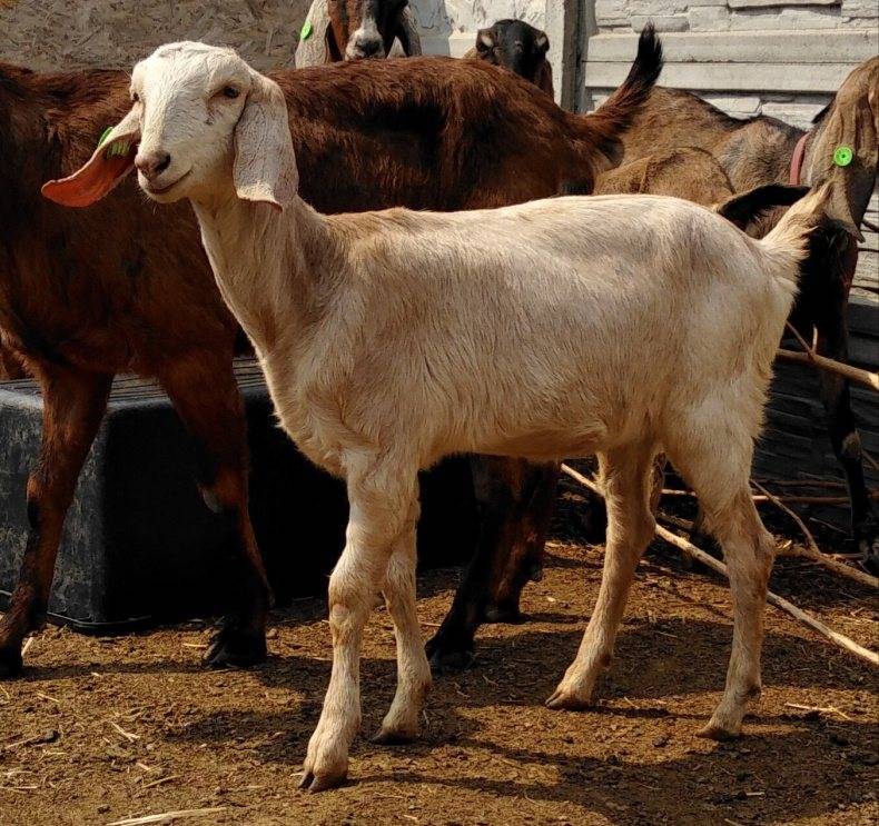 Нубийские козы. описание, особенности, виды, плюсы и минусы породы | животный мир
