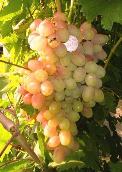 Виноград кишмиш находка: описание, фото и отзывы