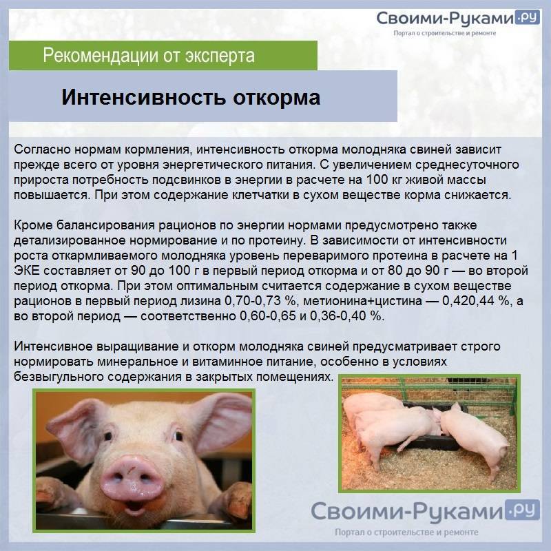 Свиноводство в домашних условиях: разведение и уход за свиньями, выращивание и содержание поросят