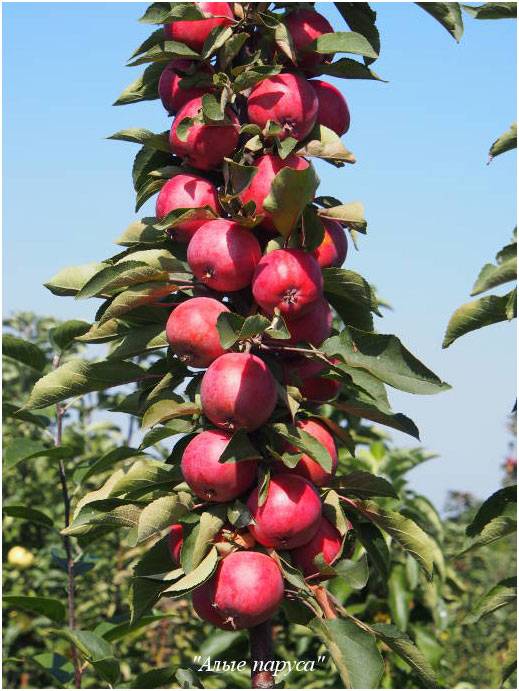 Яблоня есения: особенности сорта и ухода