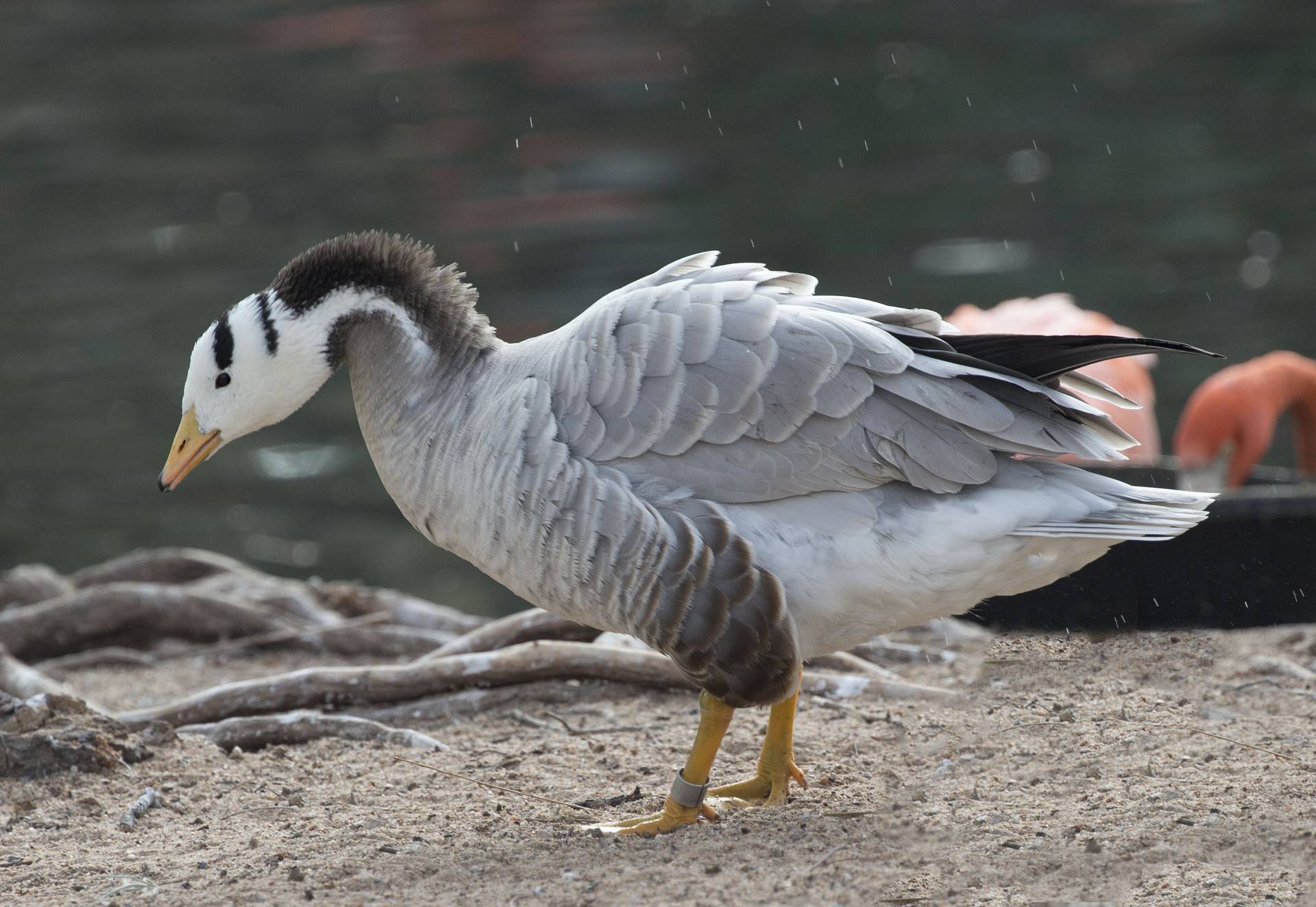 Описание разновидностей диких гусей, их особенности и красивые фото
