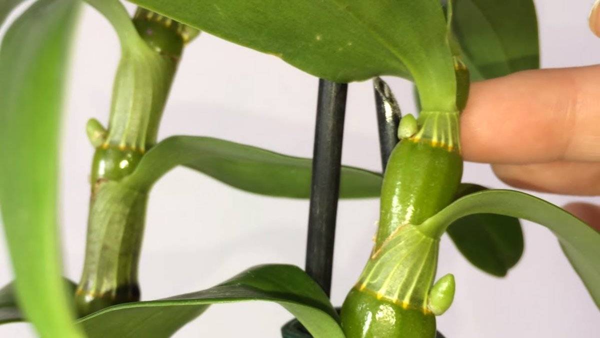 Все о цветении орхидеи дендробиум нобиле. что делать дальше, когда растение отцвело?