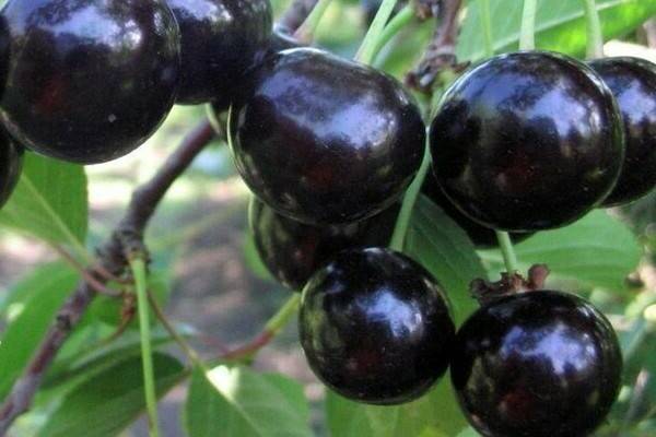 ✅ вишня чернокорка описание фото отзывы. привлекательная, вкусная и полезная вишня сорта чернокорка - живой-сад.рф