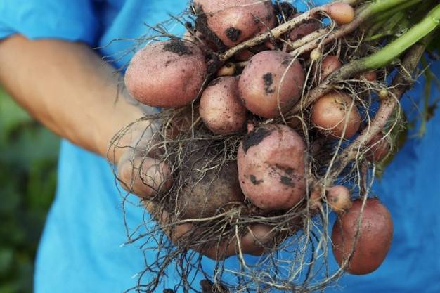 Описание сорта картофеля ильинский его характеристика и урожайность