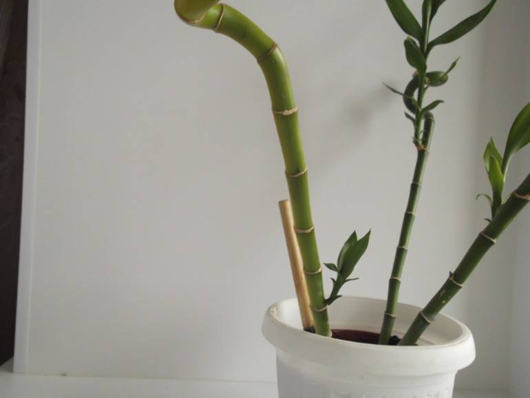 Почему желтеют листья у бамбука: что делать и правила ухода за комнатным растением