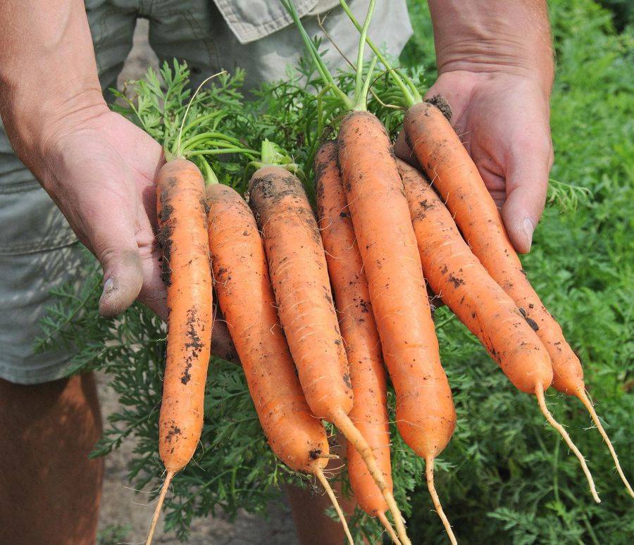 Морковь балтимор f1 – высокоурожайный крупный гибрид