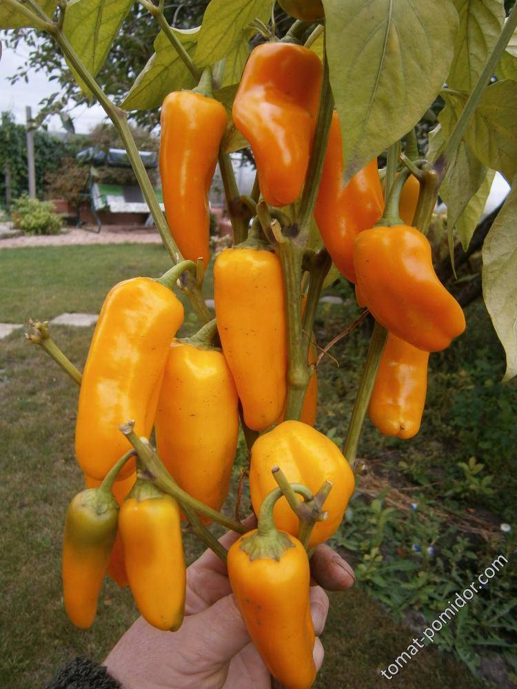 Перец апельсин: описание сорта, фото, отзывы, урожайность