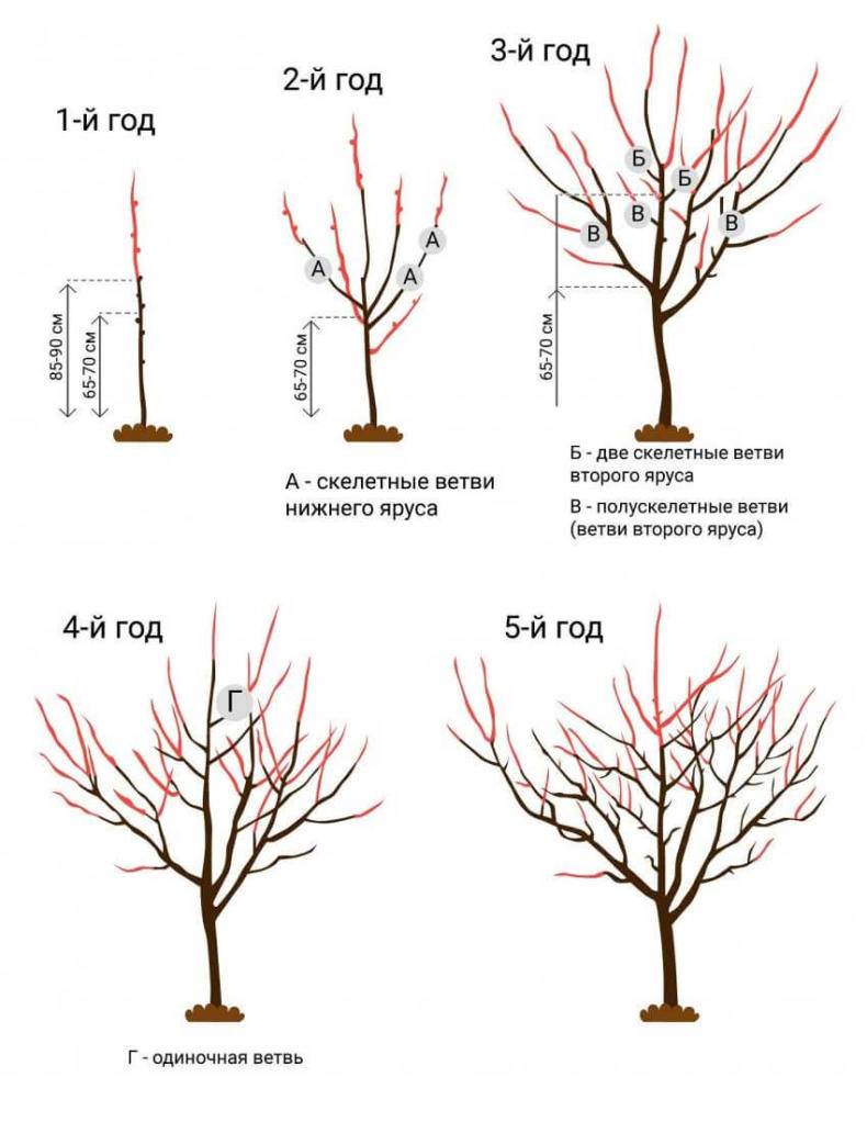 Формирование кроны груши весной для начинающих схема
