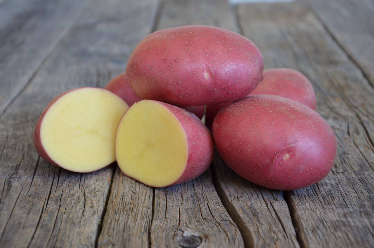 Сорт картофеля лабелла: описание и фото, основные характеристики картошки, правила выращивания и ухода