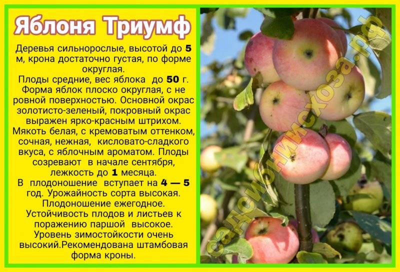 Сорта яблок для воронежской области с описанием фото и название