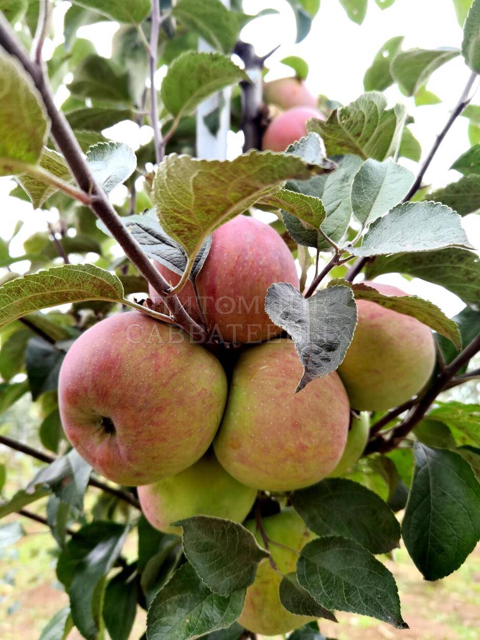 Описание и характеристики сорта яблони ветеран, посадка, выращивание и уход