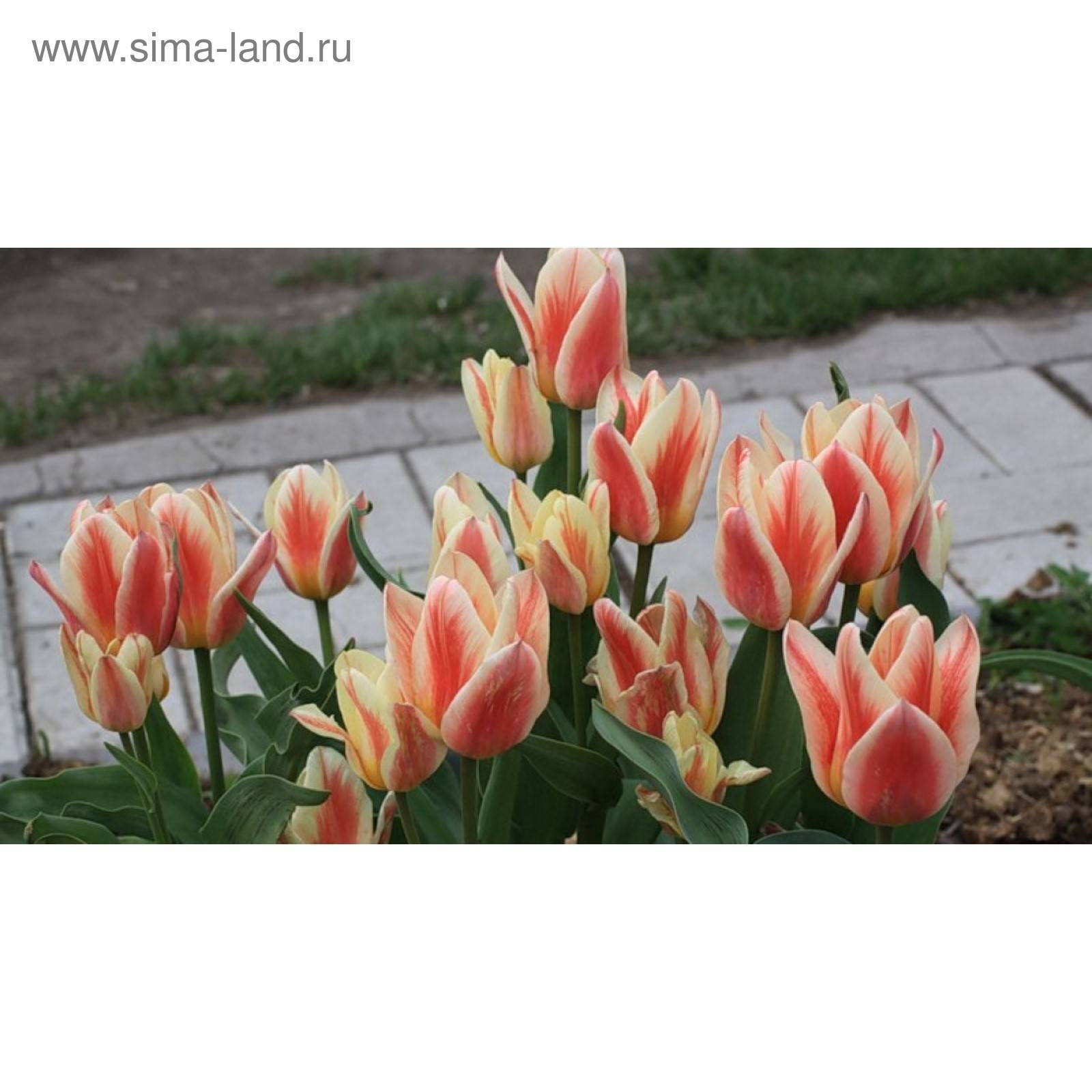 Кустовые тюльпаны ?: фото, посадка и уход, сорта с названиями | qlumba.com
