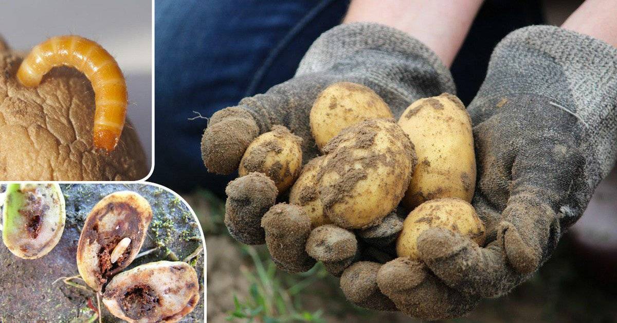 Как избавиться от проволочника на картофельном участке: эффективные средства