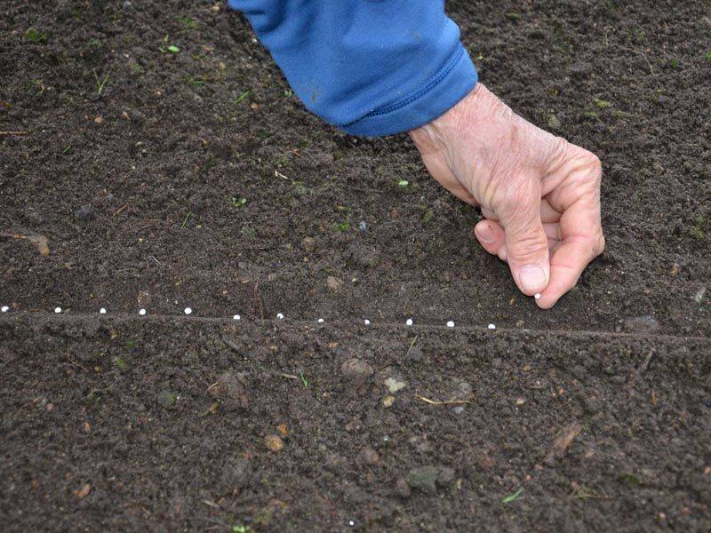 Как посадить морковь под зиму: выбор сортового материала, подготовка земли и правила ухода за посадками