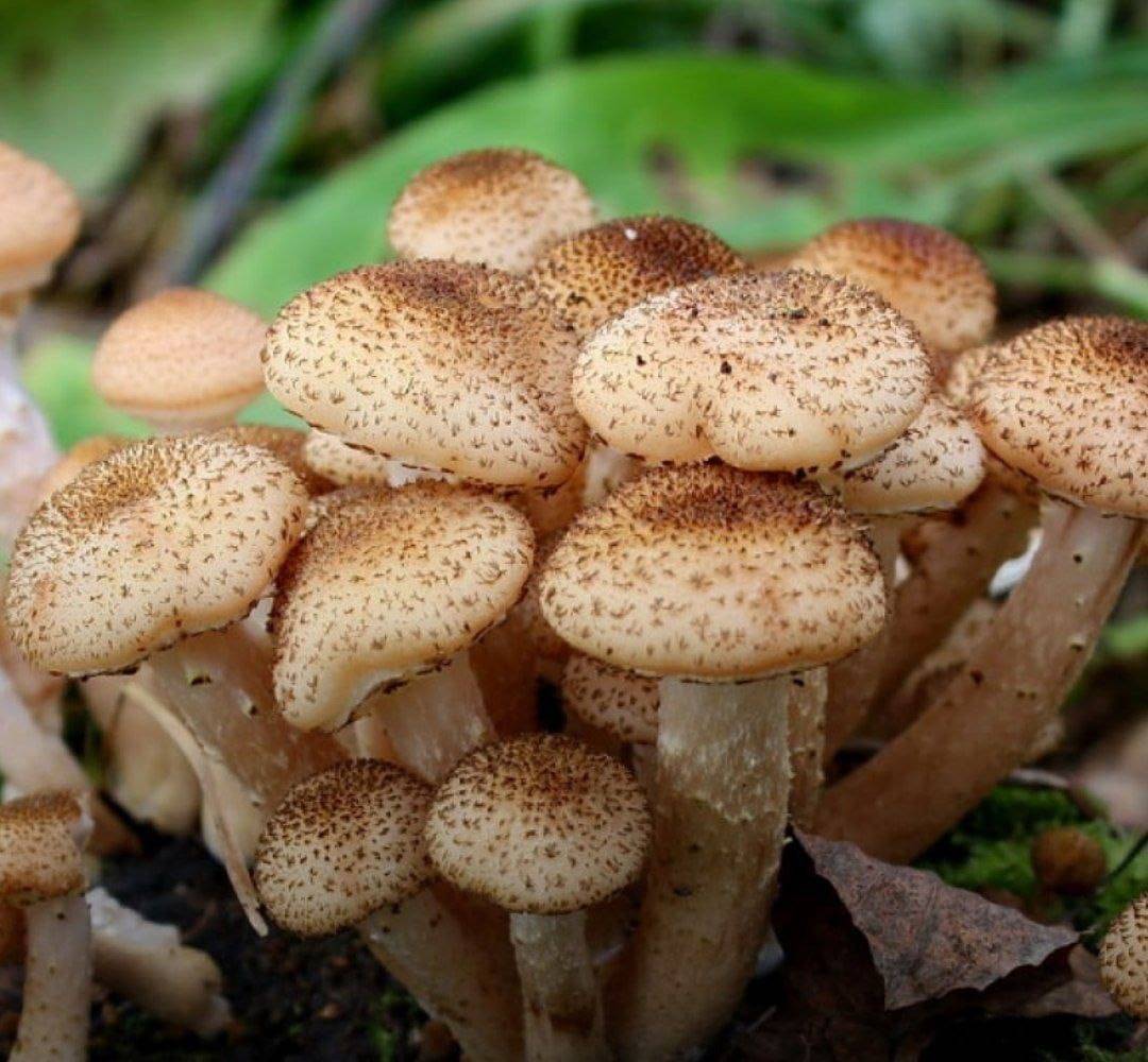 фото грибы опята в лесу осенью