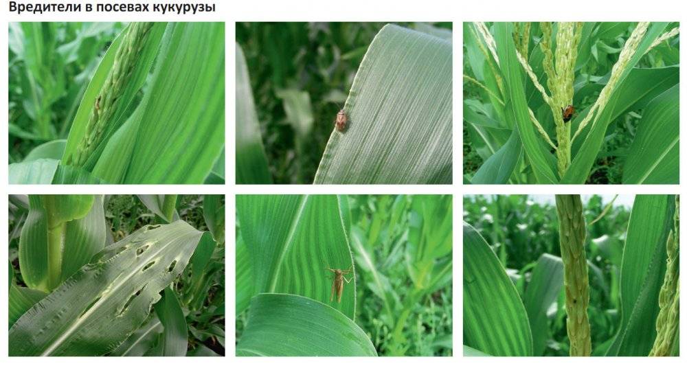 Болезни и вредители кукурузы: фото и описание мер борьбы с ними, болезни початков, диплодиоз и гельминтоспориоз, инсектициды