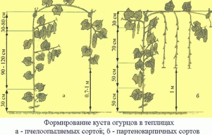 Формирование куста огурцов: как правильно формировать кусты в теплице и как ухаживать за ними