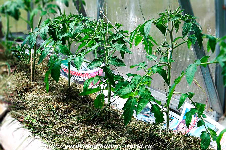Помидоры в открытом грунте в подмосковье: лучшие сорта, посадка и выращивание | — когда сажать помидоры в открытый грунт рассадой в подмосковье — про огород