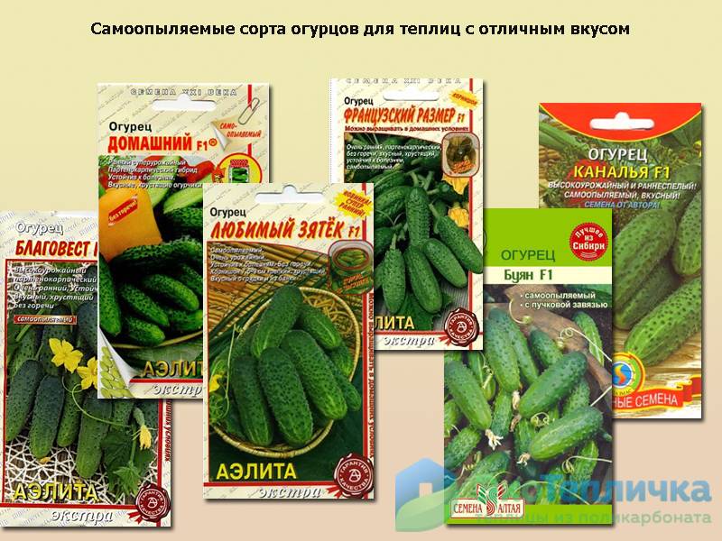 Сорта огурцов для открытого грунта: какие самые лучшие урожайные семена в 2021 году