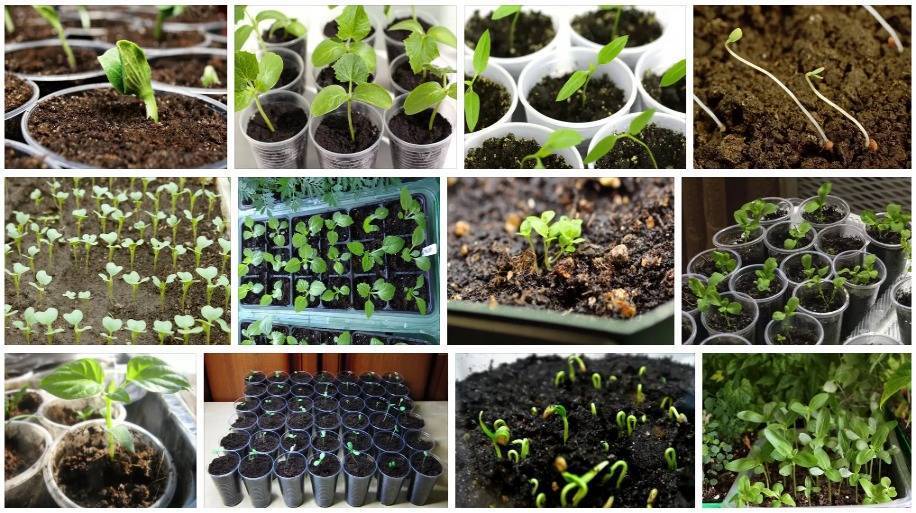 Бальзамин из семян: как самому вырастить бальзамин садовый через рассаду