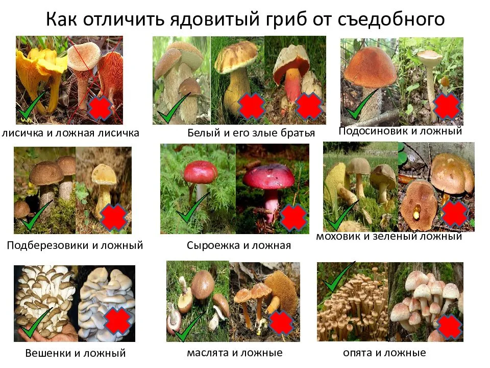 ᐉ грибы подмосковья (съедобные и ядовитые): фото, описание, где и когда растут - zookovcheg.ru