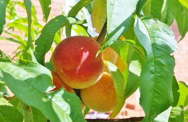 Персик ветеран: описание сорта, характеристика плодов, особенности выращивания, методы защиты от тли, эффективные средства, отзывы садоводов