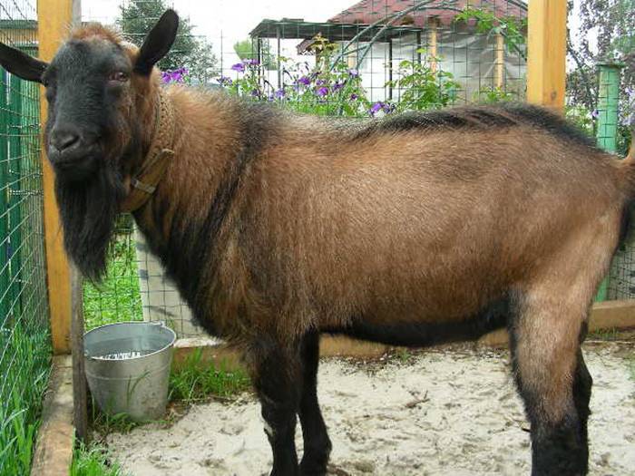 Правила разведения чешских коз, преимущества породы, рекомендации по составлению рациона 