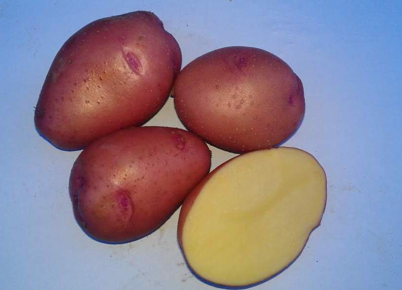 Картофель розара: описание сорта, фото, отзывы огородников