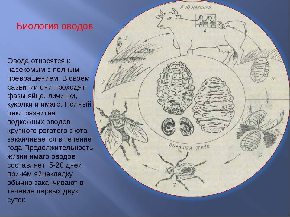 Цикл развития полостного овода схема