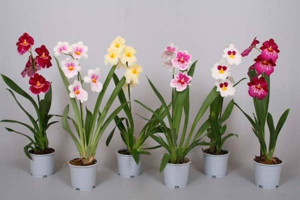 Орхидея мильтония: описание и уход в домашних условиях, подробные инструкции с фото мильтониопсиса и видео