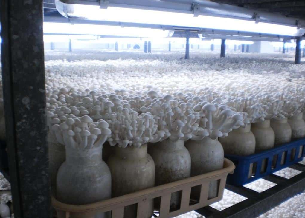 Домашняя грибница (опята) – отзывы. возможность выращивания грибов или развод покупателей. — реальные отзывы покупателей