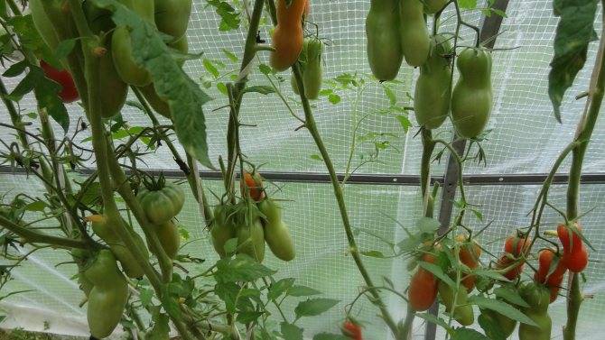 Темнокожий сорт с высокой урожайностью — томат африка f1: советы по посадке и уходу
