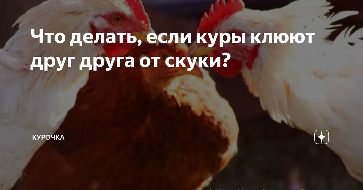 Цыплята клюют друг друга до крови – причины и методы решения