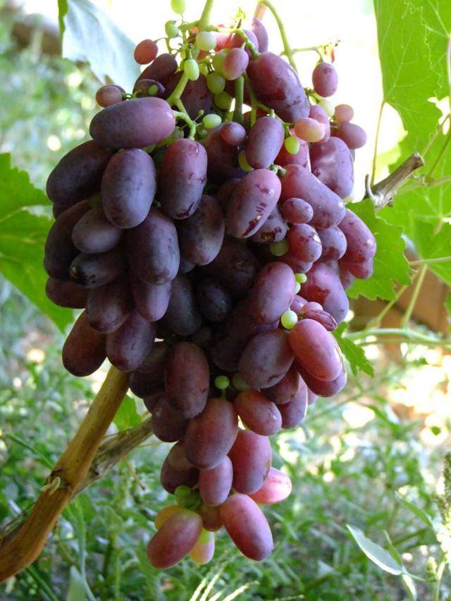 Описание сорта винограда «ризамат» с фото и отзывами