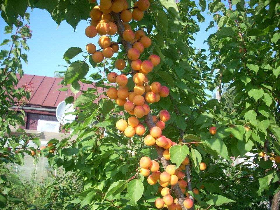 Посадка абрикоса весной: сроки, пошаговые инструкции и правила