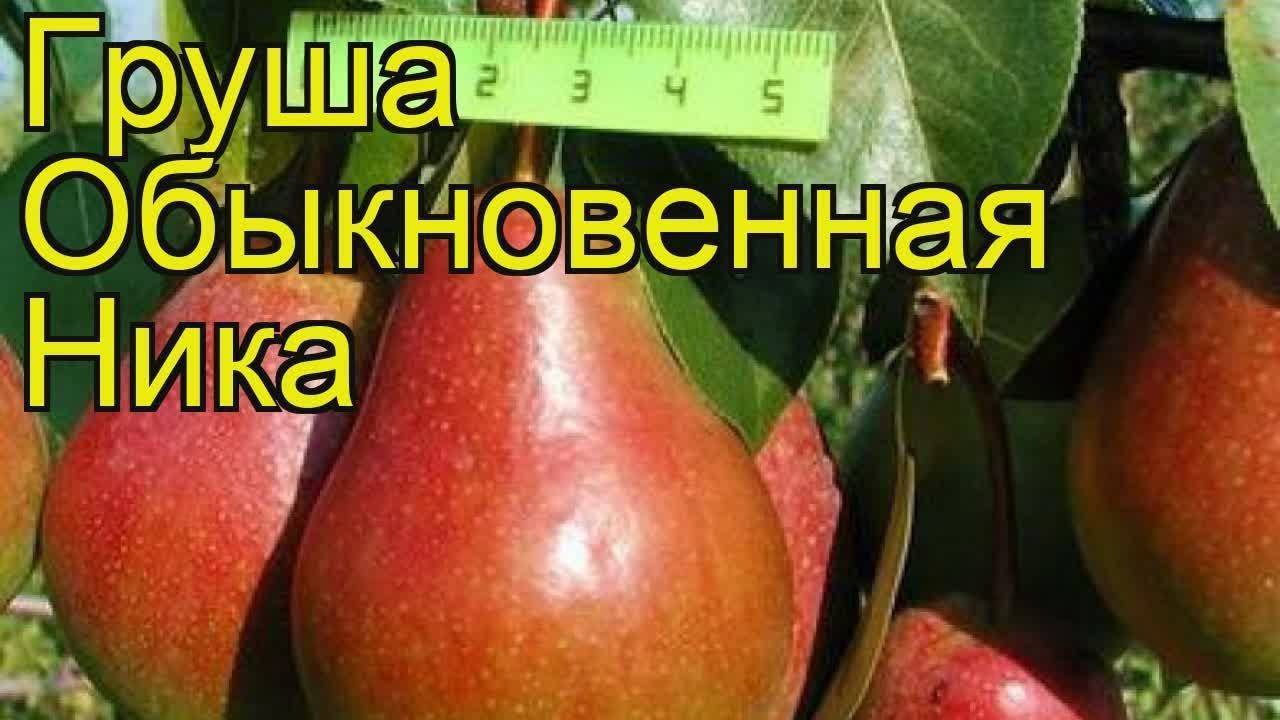 Сорт ника груша описание фото