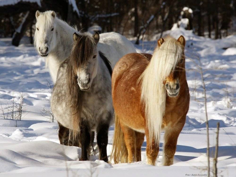 Якутская лошадь фото