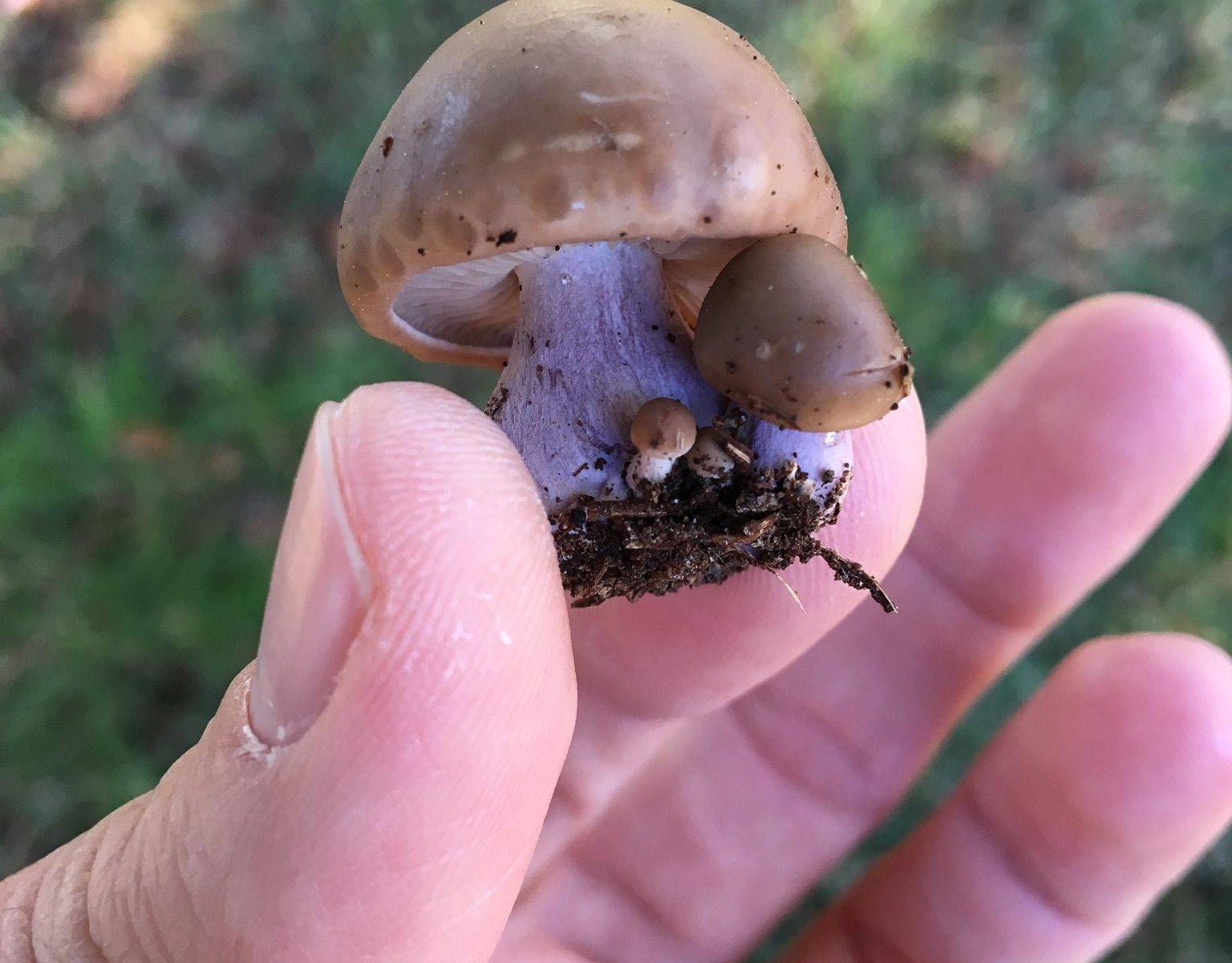 Синяя ножка гриб где растет фото и описание