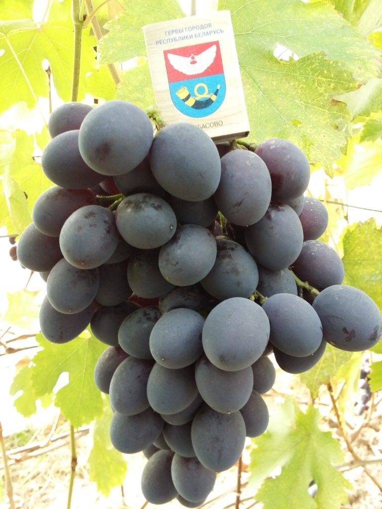 Особенности сорта винограда атаман, правильный уход и размещение