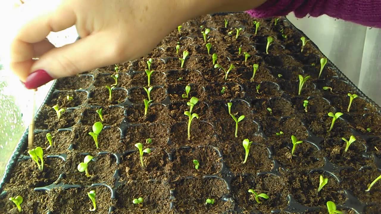 Гацания: выращивание из семян в домашних условиях