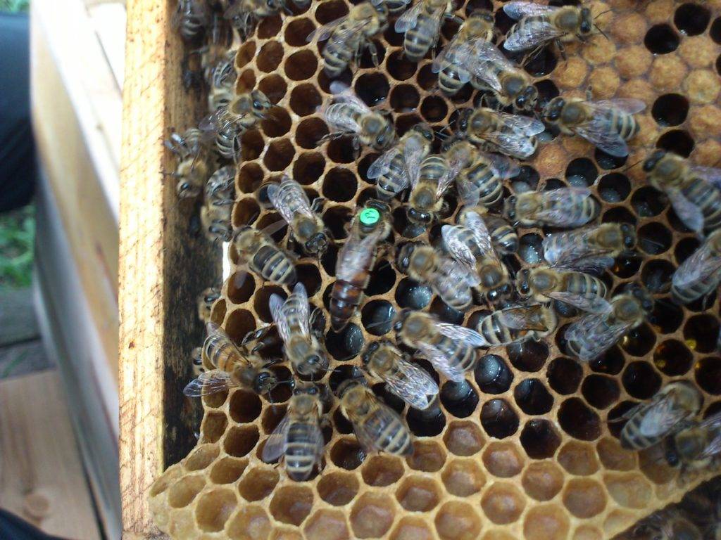 Карпатка или карника. выбираем породу пчёл. отзывы, фото и видео