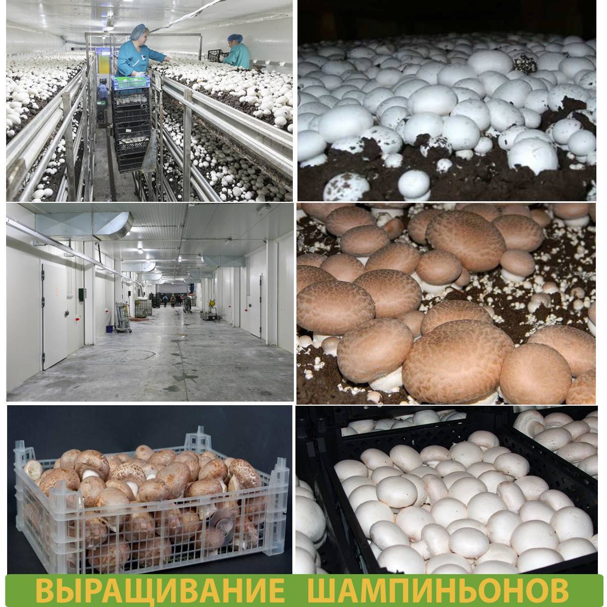 Пошаговая инструкция по выращиванию белых грибов в домашних условиях на приусадебном участке и подоконнике