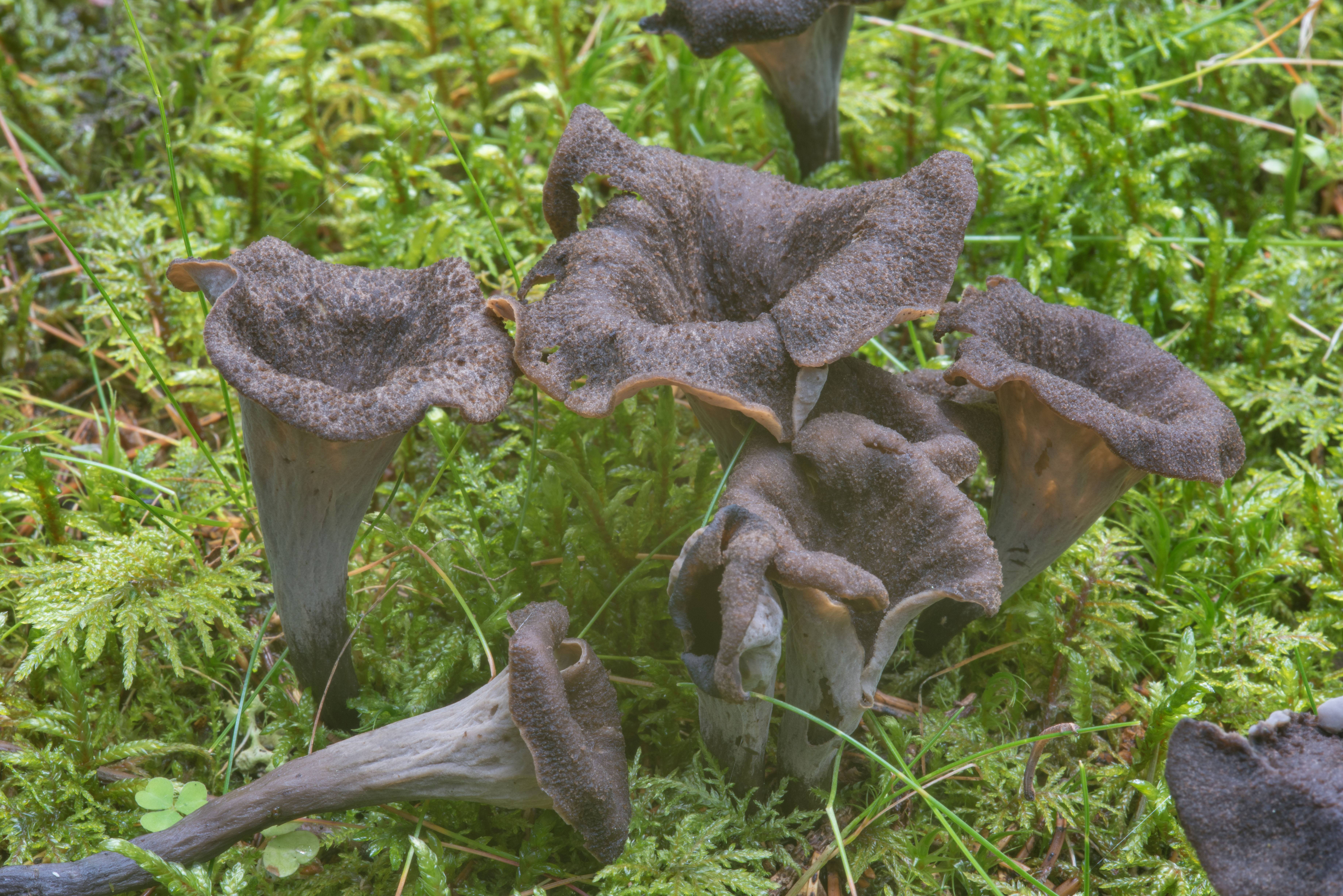 черные грибы фото